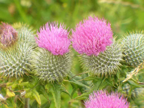 NF7129 : Thistles by Loch Ardvule