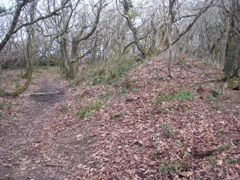 SW6443 : Earthbank in North Cliff Plantation