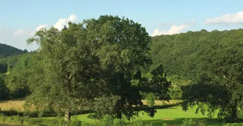 SO7547 : Trees above Whippets Brook