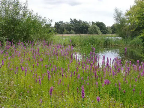 SU8541 : Frensham Little Pond, northernmost end