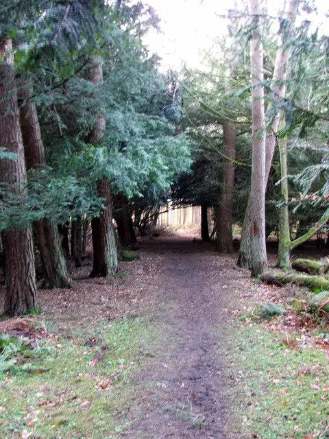 NZ0882 : Footpath Bolam Lake CP
