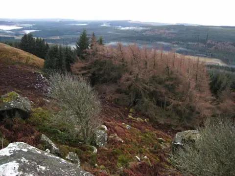 NT7703 : Byrness Hill