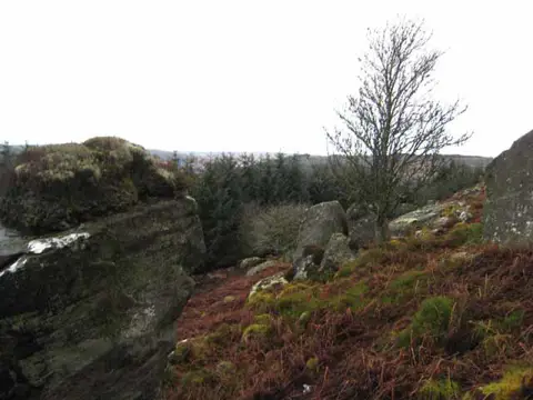 NT7703 : Slopes of Byrness Hill