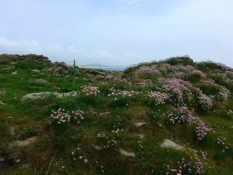 NF7129 : Thrift at Rubha Aird a' Mhuile