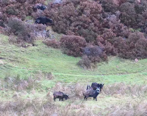 NT8017 : Feral Goats