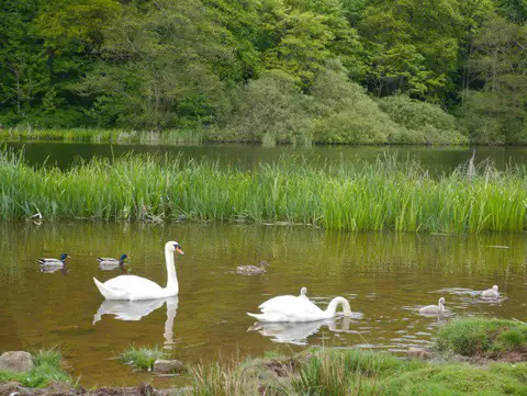 NT7754 : Swans Cygnets and Ducks swimming on the Hen Poo Duns
