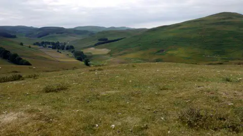 NT7818 : Sheep pasture south of Horseshoe Wood