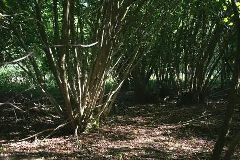 TL5420 : Coppice