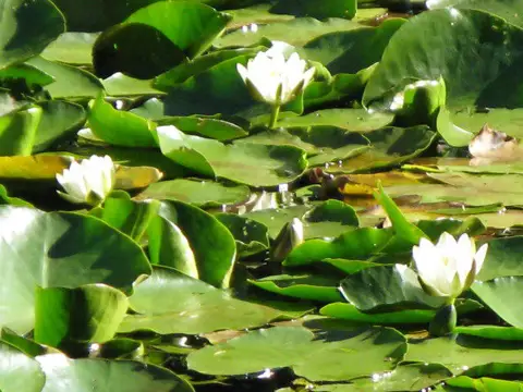 NY8063 : Water lilies on Morralee Tarn