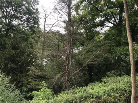 SW8439 : River Fal estuary hidden by trees