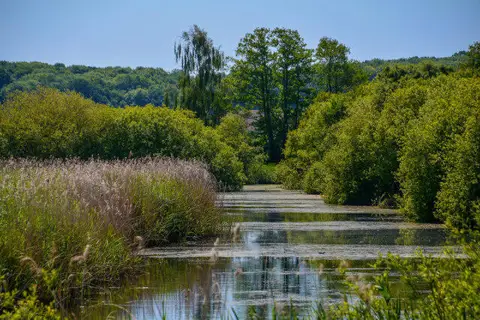 Image shared for Ham Wall: Avalon Hide and Walton Heath wetland circuit, Somerset