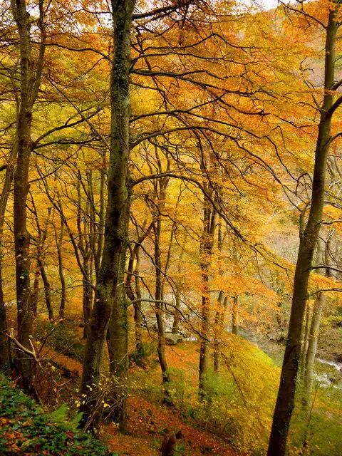 SS7349 : East Lyn Beeches, 4