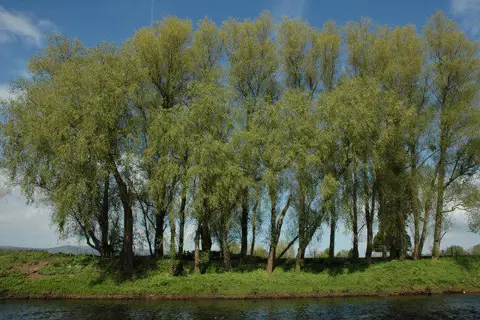 SO3508 : Trees on the banks of the River Usk