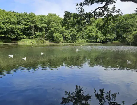 Image shared for Tehidy lakes, Kennels Hill and North Cliffs woodland circuit