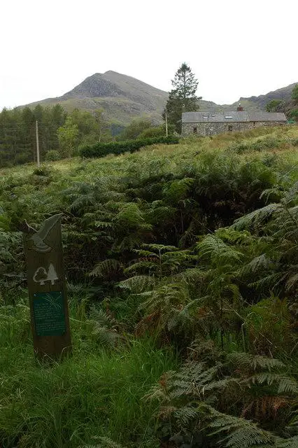 SH5649 : Moel Hebog viewed from Beddgelert Forest
