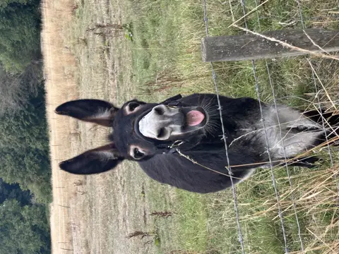 Image shared for Donkey Walk 