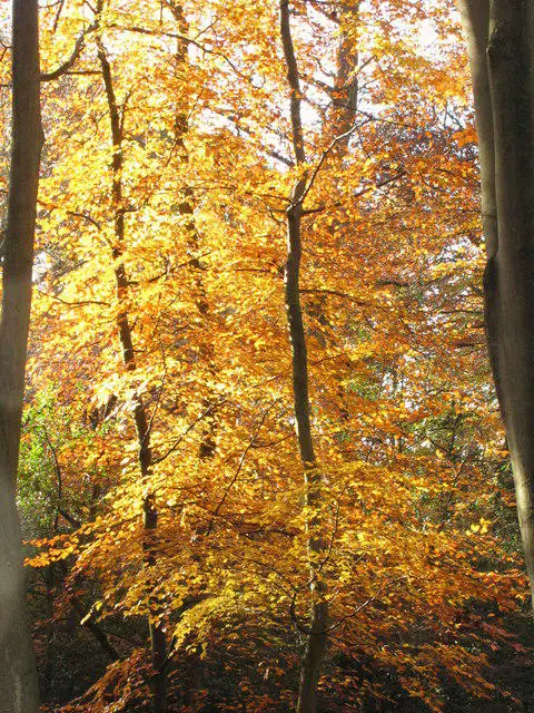 Image shared for Burnham Beeches Ancient Trees and Woodland Circuit