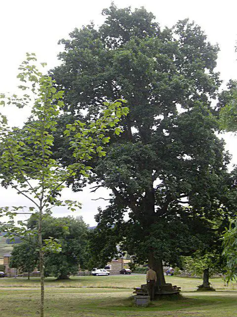 NY9393 : Lower village green, Elsdon