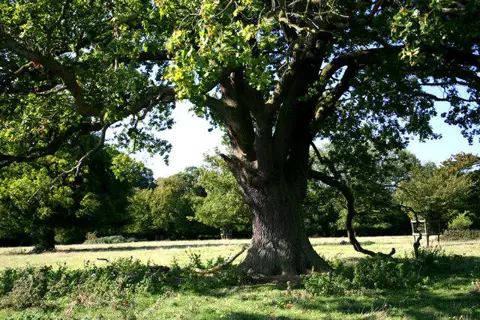 TL5420 : Old Oaks, Hatfield Forest