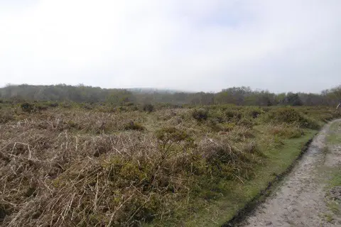 ST1638 : Quantock heathland