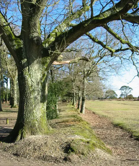 SU2500 : Woodbank and ditch Wilverly Inclosure New Forest National Park Hampshire