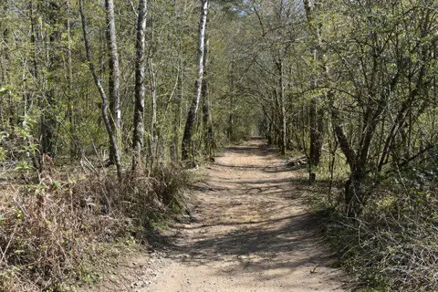 SU8541 : By-way through woods north of Frensham Little Pond