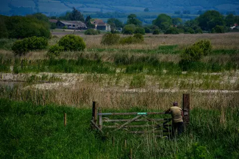 ST4539 : Ashcott : Ham Wall Nature Reserve
