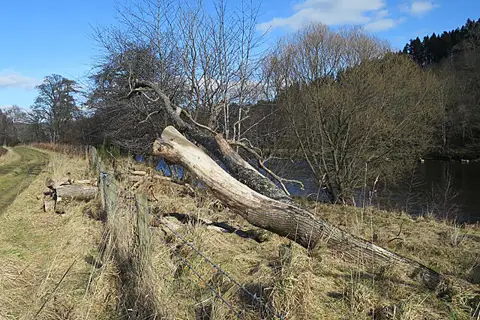 NJ2542 : Fallen Tree
