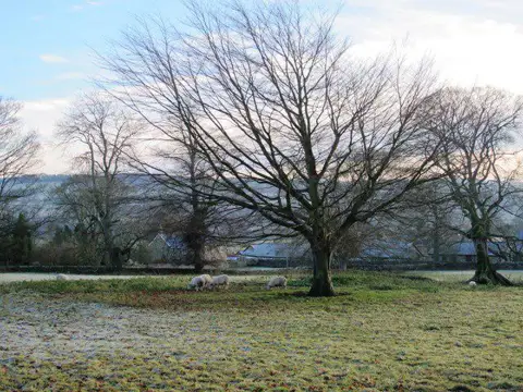 NY9271 : Sheep grazing in Humshaugh