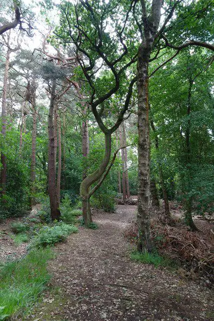 Image shared for Harrogate: Pinewoods and Valley Gardens