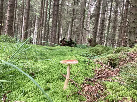 NY6392 : Forest Floor near Bakethin Reservoir