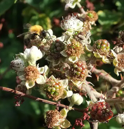 SX9899 : Bee on blackberries, Budlake