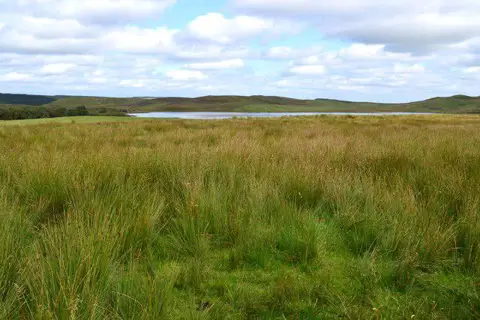 NY7869 : Looking across Ridley Common to Broomlee Lough