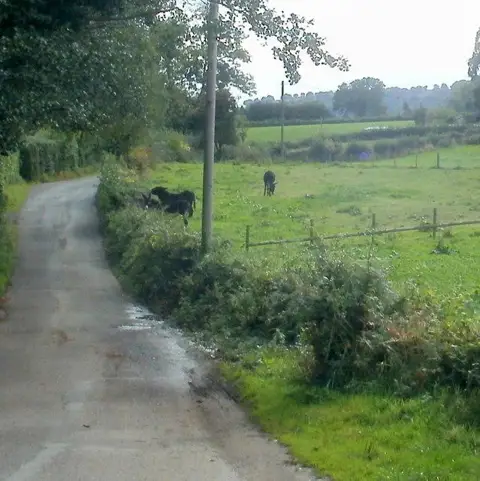 SO3105 : Donkeys in a field, Goytre