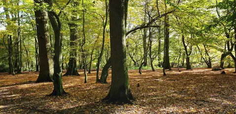 TQ2897 : Oak Wood, Trent Park