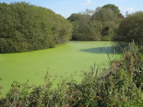 SW6526 : Pond in Loe Valley