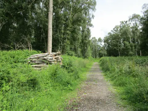 Image shared for Holme Fen National Nature Reserve