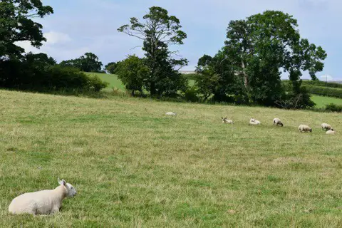 NU1109 : Edlingham: Field with grazing sheep