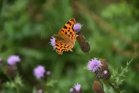 TQ4095 : Comma Butterfly