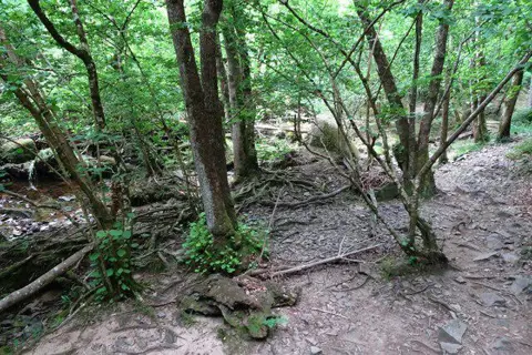 SX7289 : Exposed roots beside the River Teign