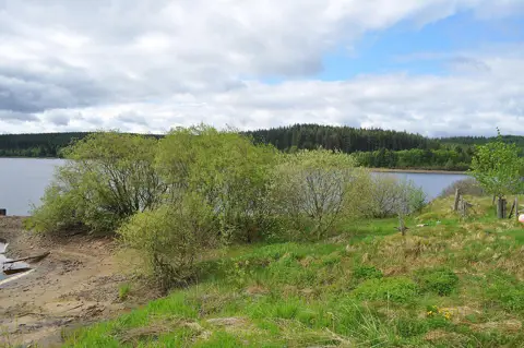 Trees and a grassy shoreline beside Kielder Water, with conifer forest across the lake.