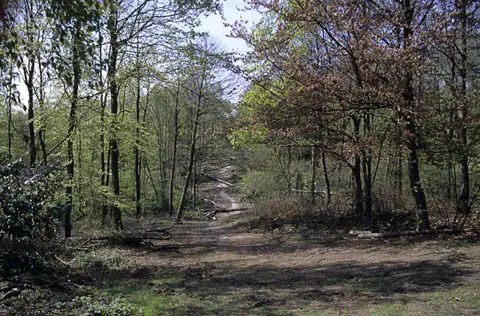 TQ6091 : Ride with windthrow, Thorndon Park, Essex