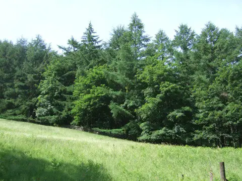SK1788 : Woodland above Ladybower Reservoir