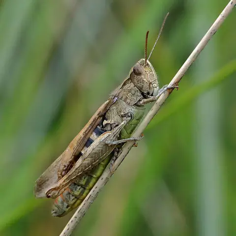 NU0248 : A common field grasshopper (Chorthippus brunneus)