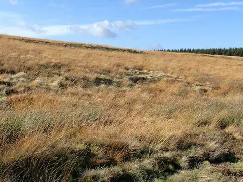NT7514 : Roman camp, Pennymuir