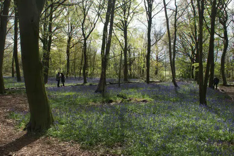 Image shared for Wanstead Park Chestnut Trail