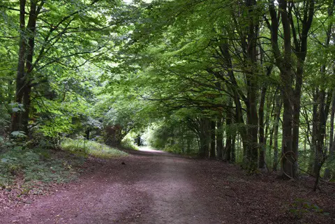 TV5499 : Bridleway, Friston Forest