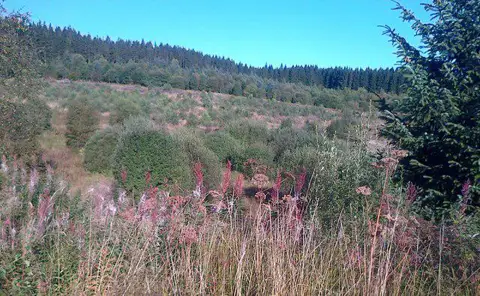 NY6687 : Kielder Forest