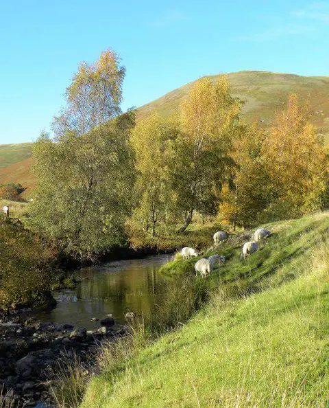 NT8610 : Sheep by the river