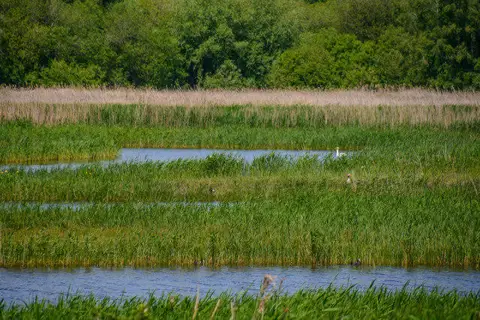 ST4539 : Walton : Ham Wall Nature Reserve